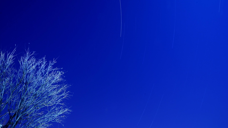 star, tree, blue, sky, startrails, 4K