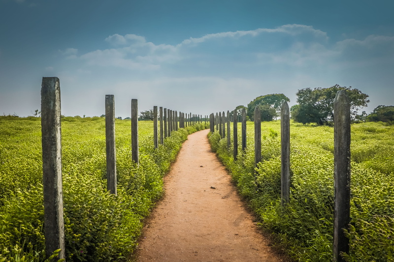 beauty in nature, 50mm, tree, nature, 7dmarkii, green color, land, sky, 5K, beautifulplace, post, flower, kaas plateau of flowers, growth, trees, diminishing perspective