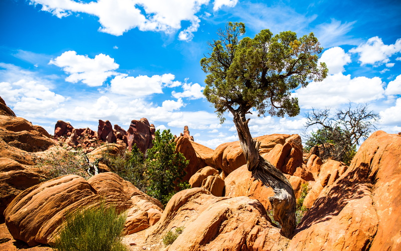 tree, plant, 5K, climate, utah, rock - object, blue, trees, physical geography, tranquility, desert, scenics - nature, landscape, formation, clouds, no people