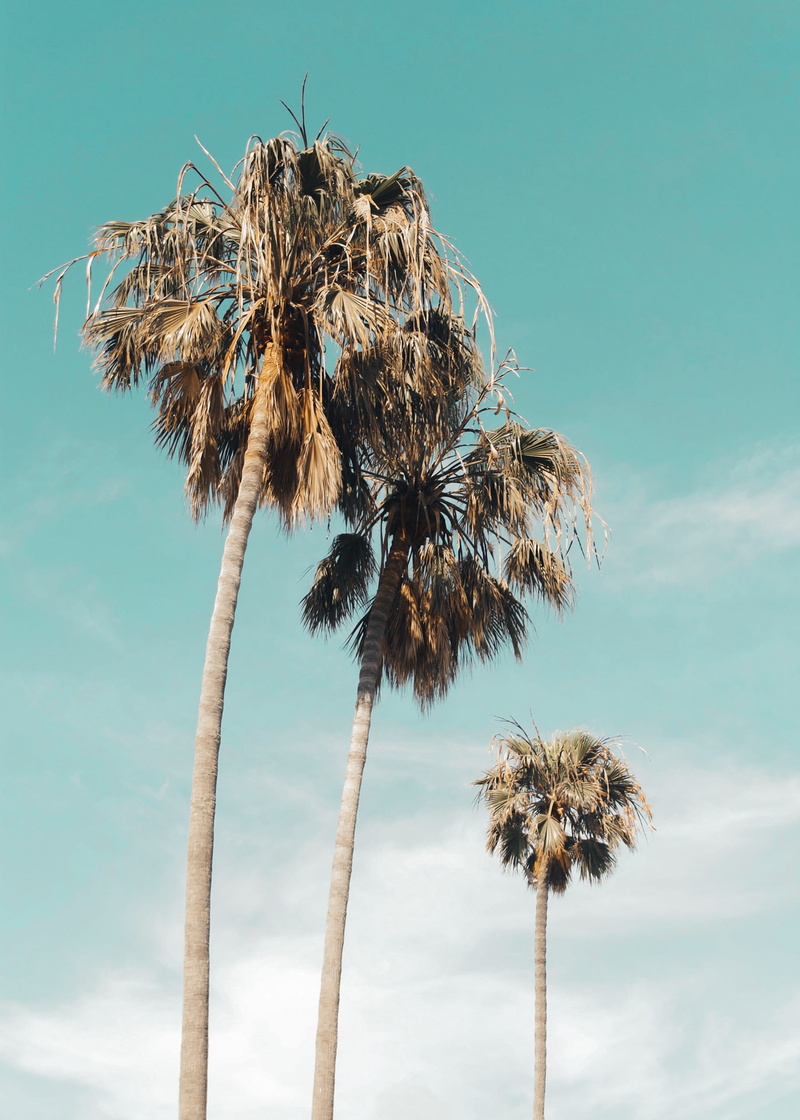 plamtrees, palm tree, sky, sunlight, united states, plant, beach, outdoors, unitedstates, tranquility, venice beach, trees, trunk, cali, tree, losangeles