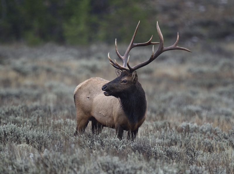 wildlife, Trip, elk, bullelk, Adventure, Travel, Wyoming, conservation, unitedstates, Amazing, tourism, Tour, Animals, Preserve, grand, Natural, Vacation