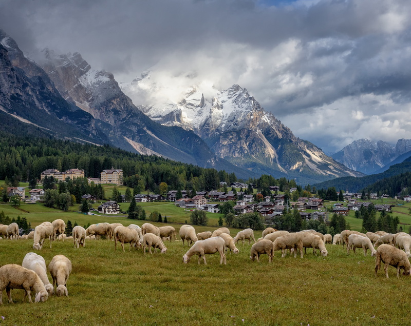 group of animals, dolomites, mammal, Sheeps, animal, Amazing, Cloudy, cortinadampezzo, Trip, tourism, snowcapped mountain, no people, Landscape, Grazing