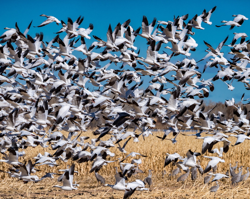 blue, vertebrate, unitedstates, takeflight, Preserve, Park, spread wings, Refuge, Species, Holiday, BosquedelApacheNationalWildlifeRefuge, Protect, flying