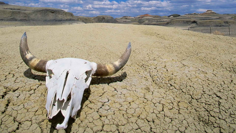 vertebrate, summer, domestic animals, nature, mammal, no people, horned, animal body part, california, park, bone, heat, animal themes, animal, animal wildlife