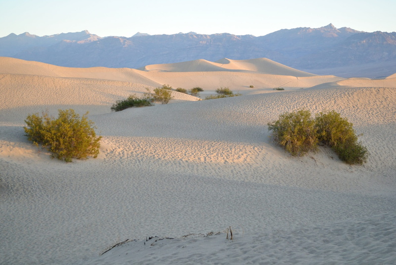 california, shadows, sand dune, Dunes, plant, 1080P, scenics - nature, usa, Sand, tumbleweed, beauty in nature, natural, dry, no people, tranquil scene
