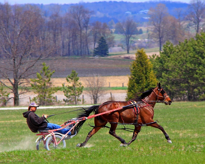 sports, one animal, bay horse, outdoors, ride, 2K, pacer, domestic animals, standardbred, one person, activity, driver, jog cart, domestic, daytime, running