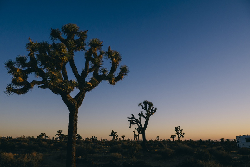 palm tree, coconut palm tree, growth, tranquility, yucca, plant, nature, tree, desert, 4K, environment, united states, sky, beauty in nature, no people