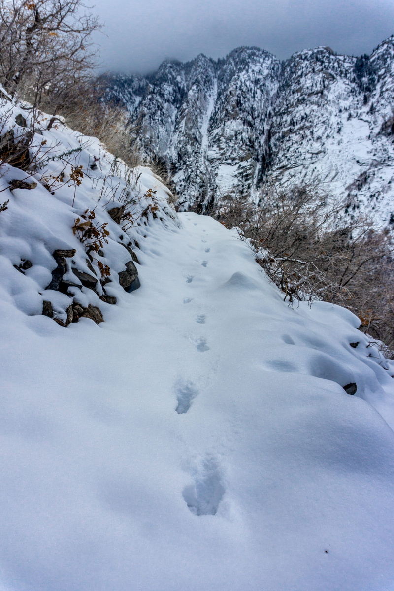mountains, white color, wilderness, covering, no people, environment, snowcapped mountain, nature, outdoors, ridge, tranquility, plant, powder snow, day
