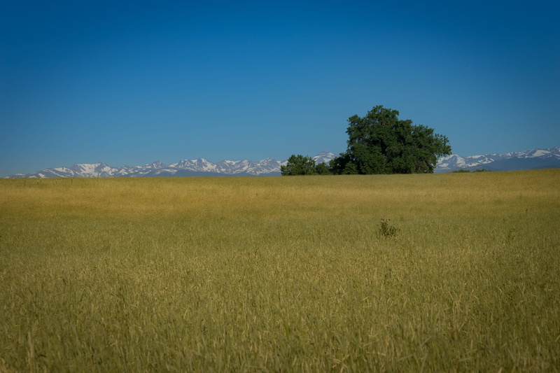 environment, plant, land, blue, nature, colorado, firestone, no people, field, tranquility, tree, tranquil scene, landscape, rural scene, growth, mountains