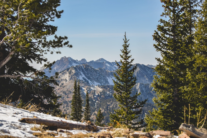 woodland, covered, branch, cottonwood, forest, utah, beauty in nature, ridge, plant, nature, rock, tree, coniferous tree, snowcapped mountain, mountain