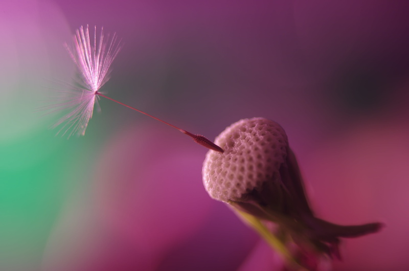 4K, nature, Dandelion, plant, flower, photo, white, macro, another view, last chance, summer, single Flower, seed, k5, close-up