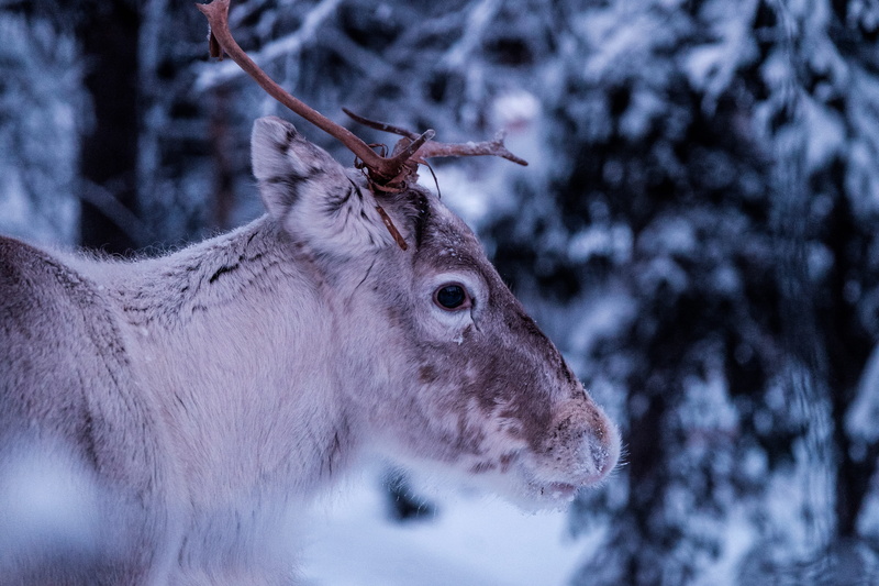 photo, antler, caribou, vertebrate, one animal, cold, brown, 4K, no people, cool, animal themes, focus on foreground, day, forest, outdoors, winter, mammal
