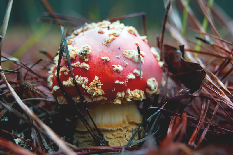 fly agaric mushroom, vulnerability, day, shallow, vegetable, close-up, plant, fungus, fragility, focus on foreground, land, beauty in nature, mushroom