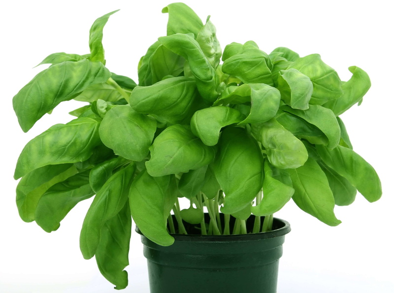 plant part, flowering plant, fruit, fibre, garnish, cuisine, flower pot, dinner, no people, dieting, cooking, herbs, groceries, catering, health, 2K, vase