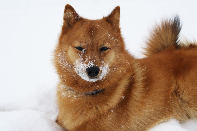 mammal, lappi, looking, animal, finnish, blizzard, kainuu, no people, nature, cold temperature, finland, 4K, snowstorm, iso-kontainen, ostrobothnia, day