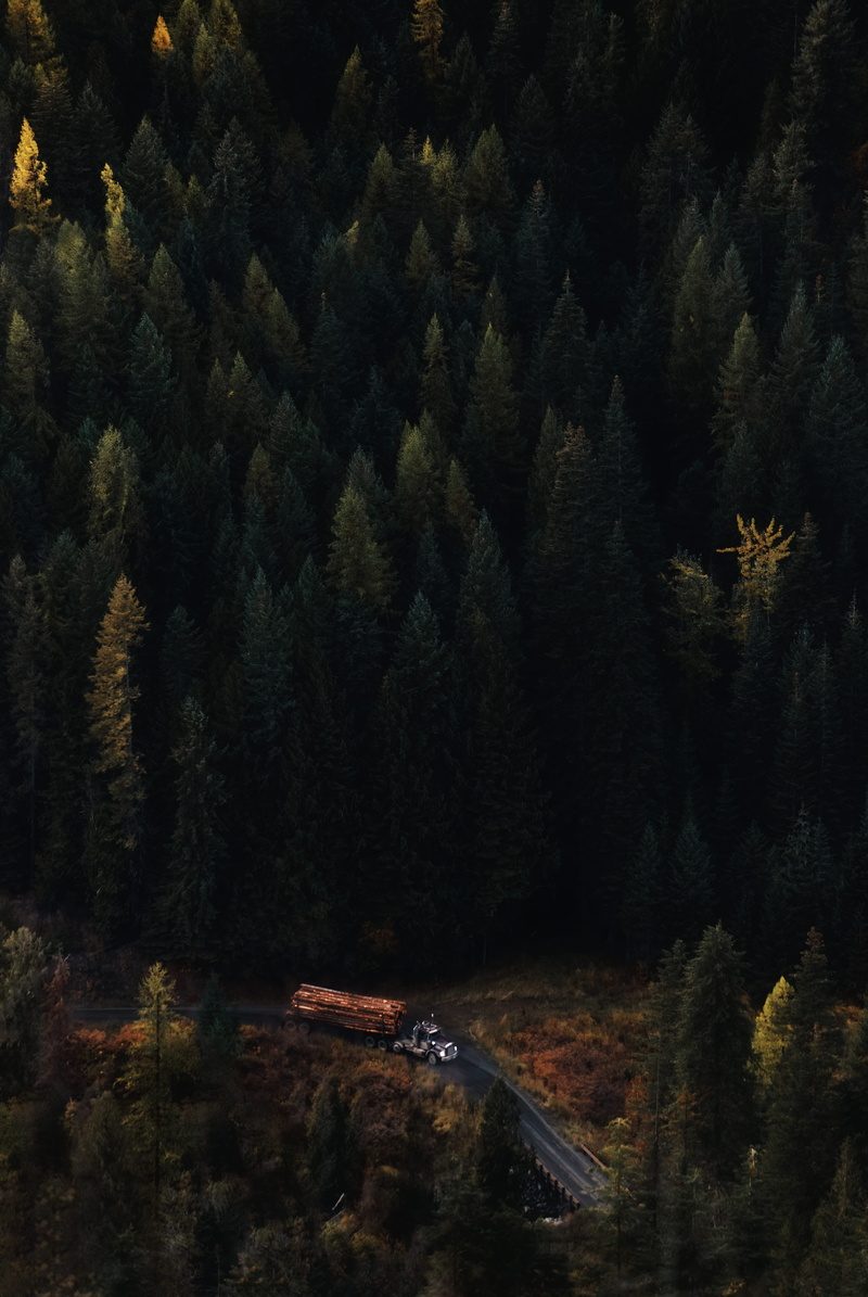 scenics, dark, beauty In Nature, woodland, pine, mountain, logging, trees, nature, sky, color Image, no People, 5K, forest, autumn, landscape