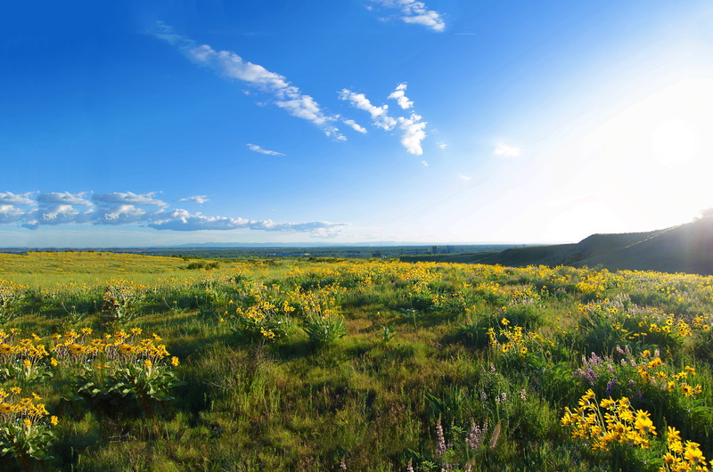 bright, nature, Idaho, field, Boise, no people, lens flare, flower, plant, flowering plant, tranquil scene, yellow, land, environment, 5K, beauty in nature