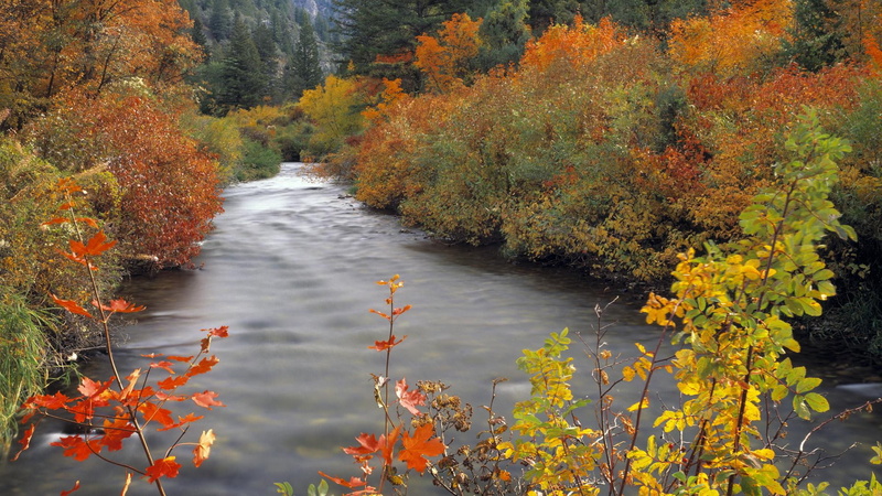 creek, palisades, autumn, snake river mountains, palisades creek in autumn, idaho, 3d and abstract, trees, 1080P