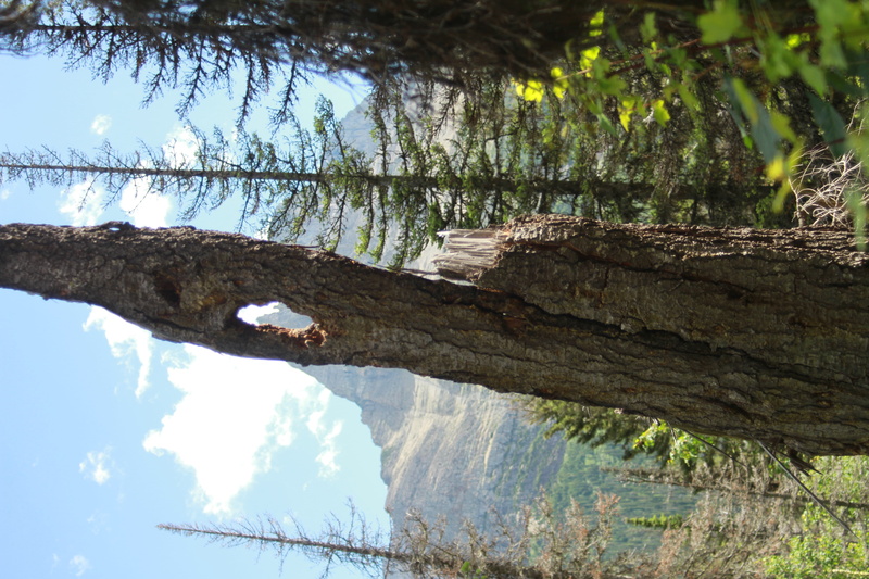 trunk, scenics - nature, 5K, lake, nature, tranquil scene, wood - material, united states, reflection, mountain, water, kellogg, tranquility, plant, tree