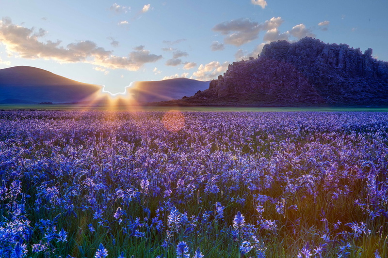 Camas prairie, sunrise, landscape, growth, cloud - sky, nature, scenics - nature, purple, tranquility, land, lavender, 5K, flowers, no people, sunlight