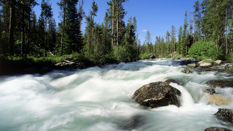 forest, 1080P, water, redfish, idaho, green, blue, creek, rapid, daylight, nature and l, rocks, trees, nature, river
