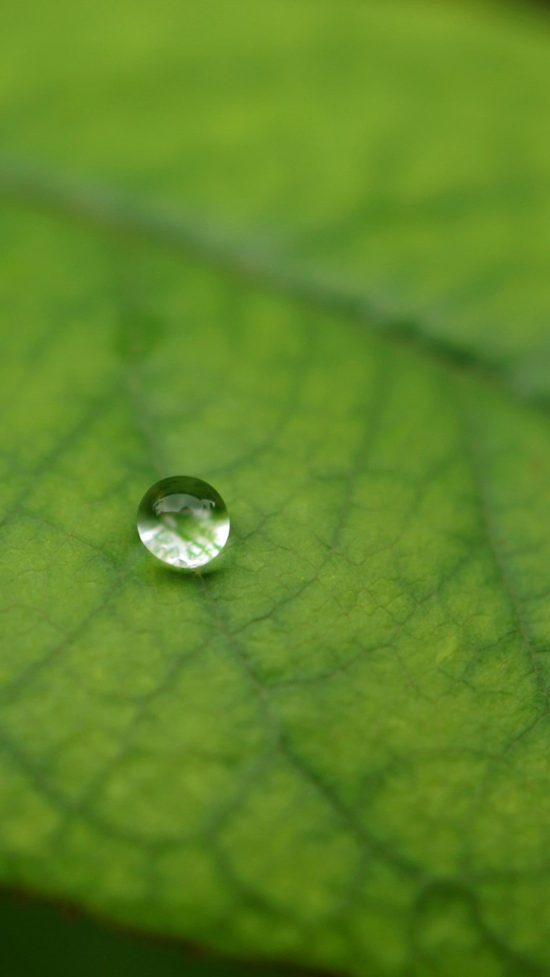 pivot, leaves, 1080P