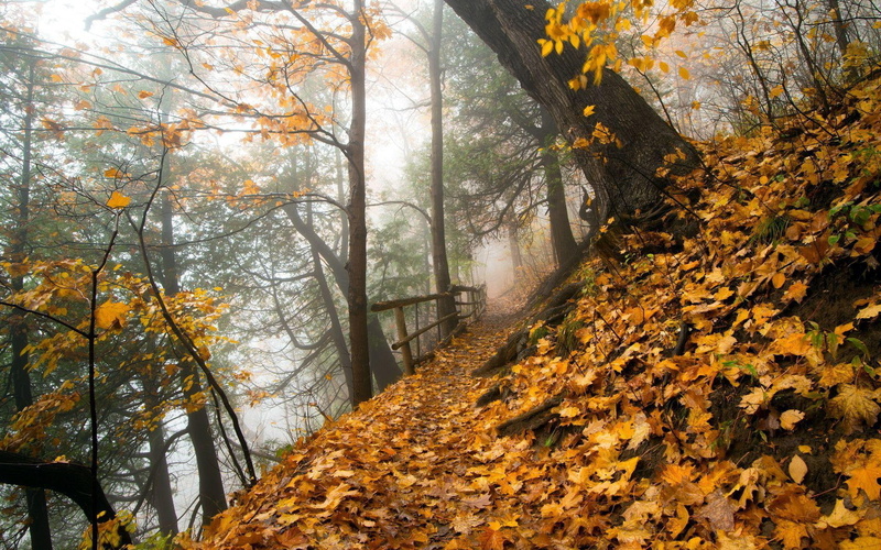 trees, yellow, 1080P, fallen, nature, narrow, path, lot, pathway, tree, tall, brown, leaves, 1920x1200, forest, fall, autumn, hillside