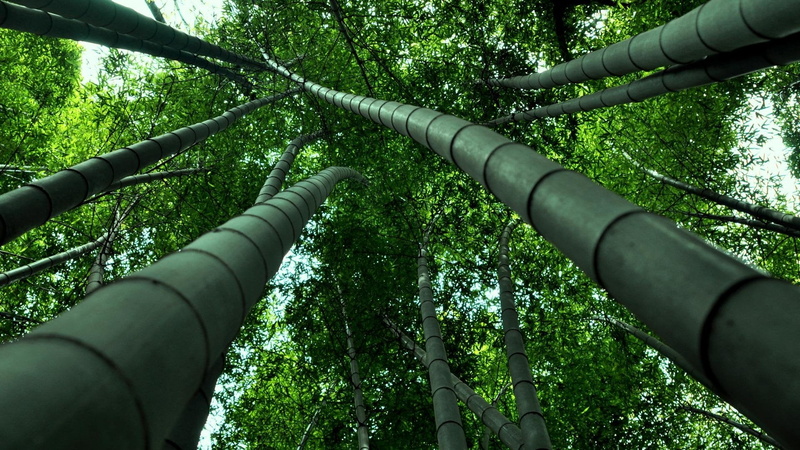 1080P, tree, tall, growth, tranquility, lot, green color, trees, beauty in nature, low angle view, plant, Bamboo, nature, bamboo grove, bamboo - plant
