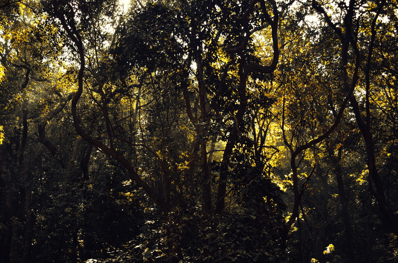scenery, jungle, trees, forest, 4K, wood, lot, no people, outdoors, scenics - nature, low angle view, backlit, growth, color, full frame, wildlife, sunlight