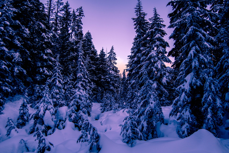 covered, pine tree, scenics - nature, winter, snowcapped mountain, snow, land, no people, tranquility, lot, tranquil scene, landscape, tree, woodland, trees