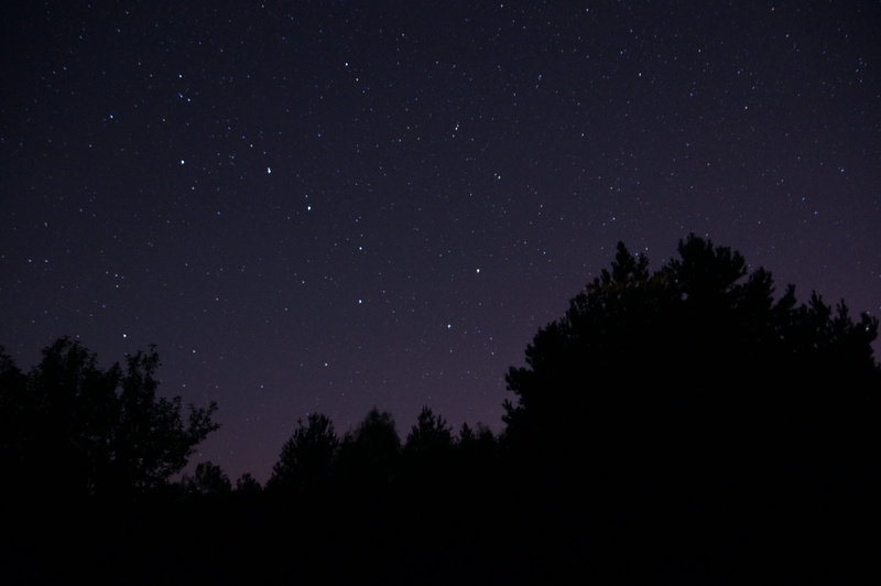 4K, silhouette, tree, nature, star, astronomy, low angle view, no people, tranquility, star - space, ursa major, tranquil scene, scenics - nature, space