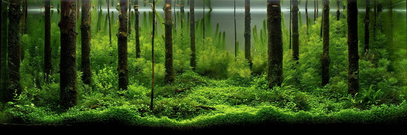 aquarius, no people, green color, day, the bottom screen, tree, land, fish, lush foliage, tranquil scene, forest, scenics - nature, plant, beauty in nature