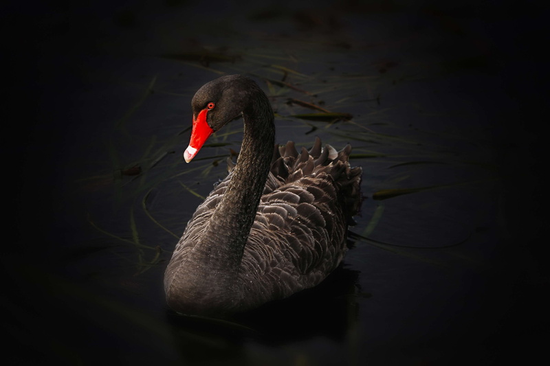 animals in the wild, water bird, australian black swan, animal, swan, waterfront, freshwater bird, black color, animal wildlife, no people, black swan