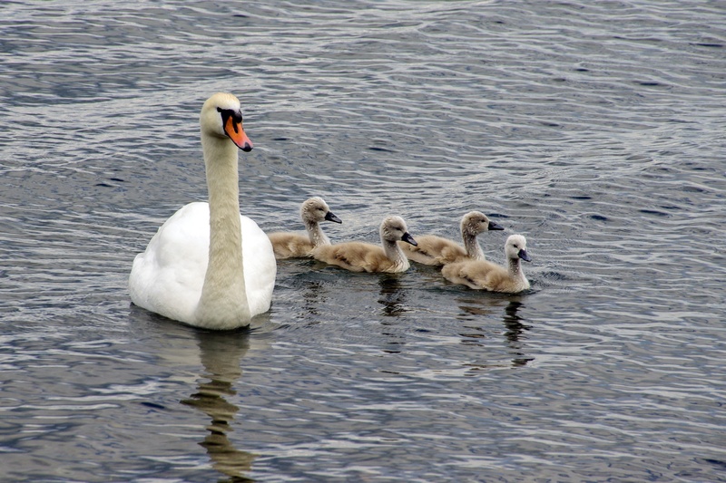 italy, cygnet, water, anatidi, rome, young animal, swimming, flock of birds, waterfront, swans, swan, 2K, no people, lazio, lake bracciano, chicks, water bird