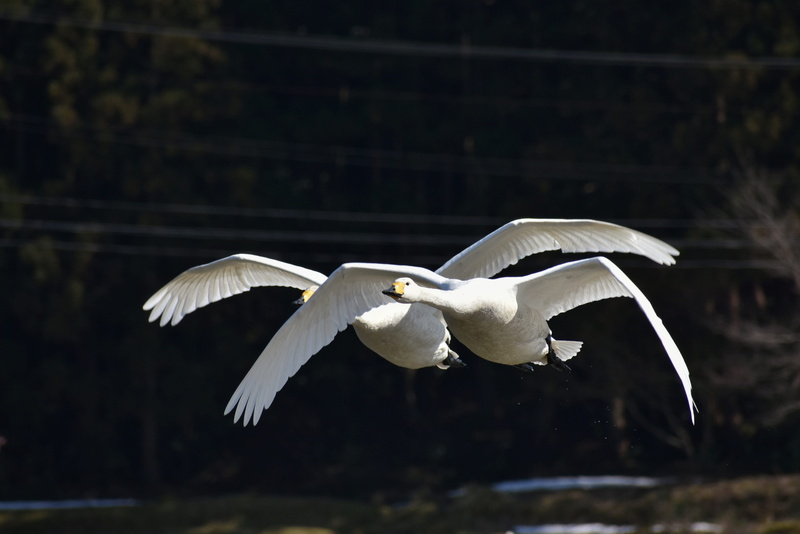 cygnus columbianus, swan, focus on foreground, flying, motion, mid-air, bird, flight, white color, waterfowl, vertebrate, natural, animal themes, wings