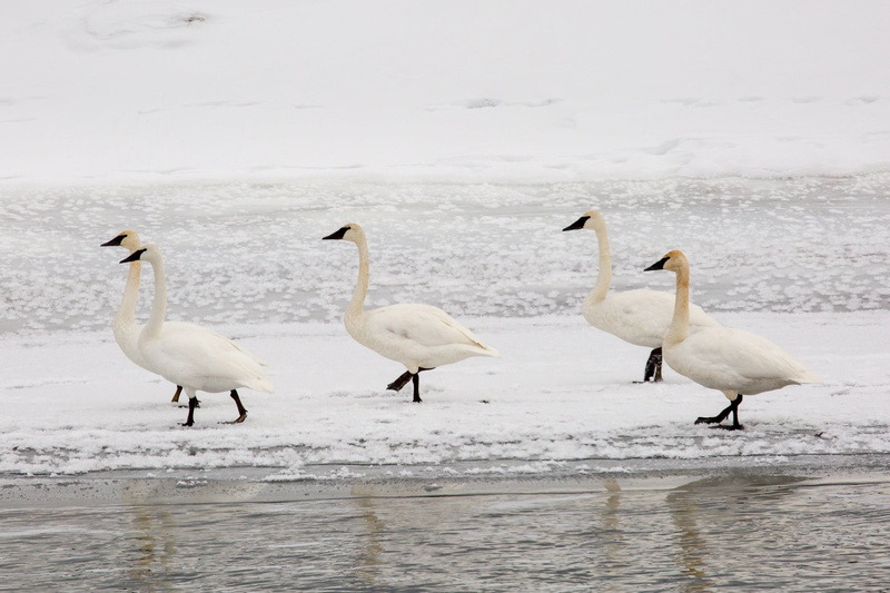 usa, land, beauty in nature, day, white color, water, cygnus, ice, cold, wyoming, cold temperature, wildlife, group of animals, animal wildlife, outdoors