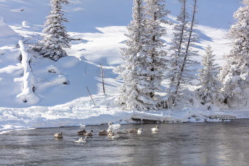 non-urban scene, day, scenics - nature, tranquil scene, mountain, trees, white, beauty in nature, swan, 2K, cygnus, cold - Temperature, wildlife, swimming