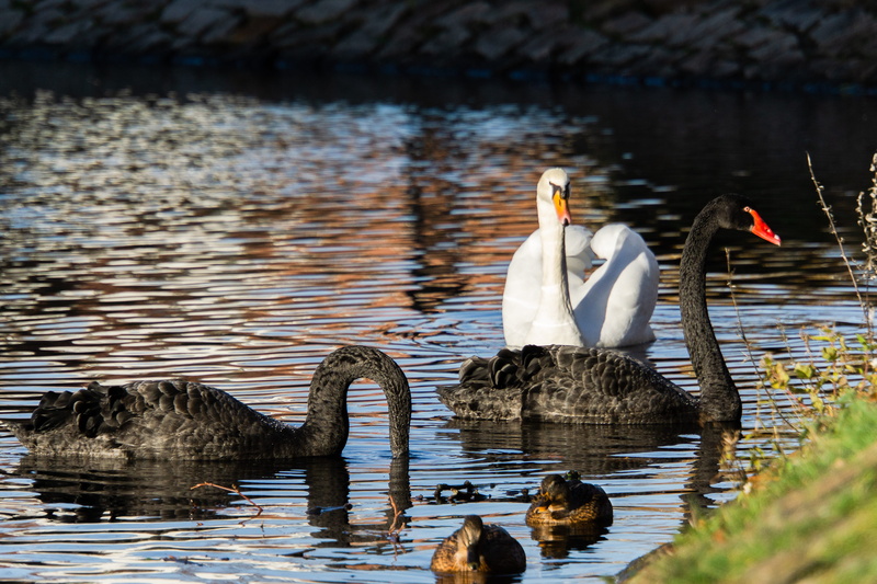 two animals, nature, pond, atratus, cygnus, no people, floating on water, lake, swans, plumage, waterfront, anseriformes, water bird, rippled, animal, black swans