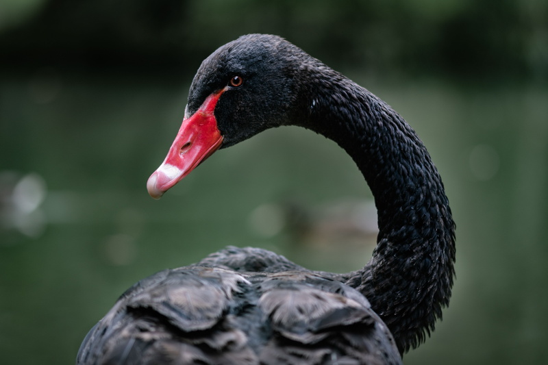 animal, animal body part, no people, pond, waterfowl, animals in the wild, swan, grey, animal eye, water, poland, black, focus on foreground, duck, black swan