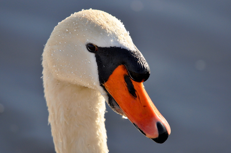 4K, animal head, swimming, water, black knob, animal wildlife, animal neck, animals in the wild, outdoors, swan, cygnus olor, water bird, animal, swan head
