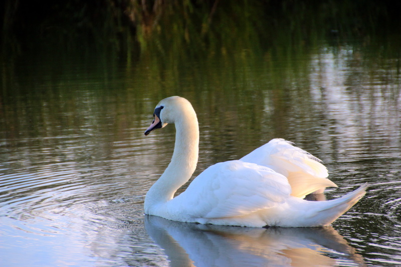 animal wildlife, wildlife, swimming, cygnus olor, head, day, sunset, one animal, close, animal, bird, mute swan, animals in the wild, river, waterfront