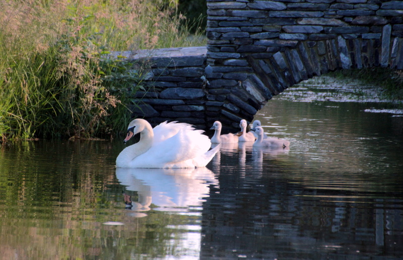 floating on water, sunset, swans, lake, bridge, beauty, 4K, daytime, near, abendstimmung, reflection, grasses, together, swim, river, pride, wildlife photography