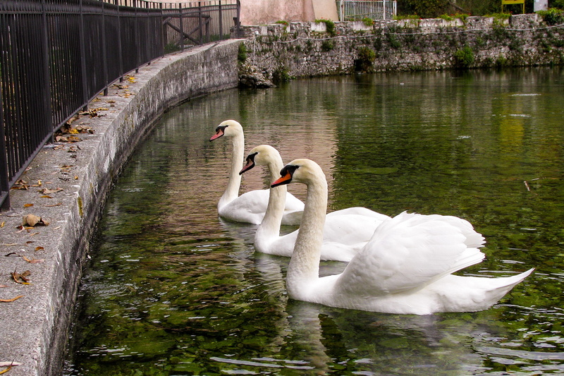 bird, animal, floating on water, three, no people, nature, lazio, water, cygnus, anatidi, water bird, 2K, animal themes, swans, group of animals, reflection