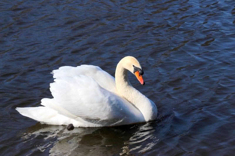 beak, day, zoology, one animal, no people, swim, elegant, cygnus olor, nature, water, white color, swan, lake, bird, animal wildlife, floating on water