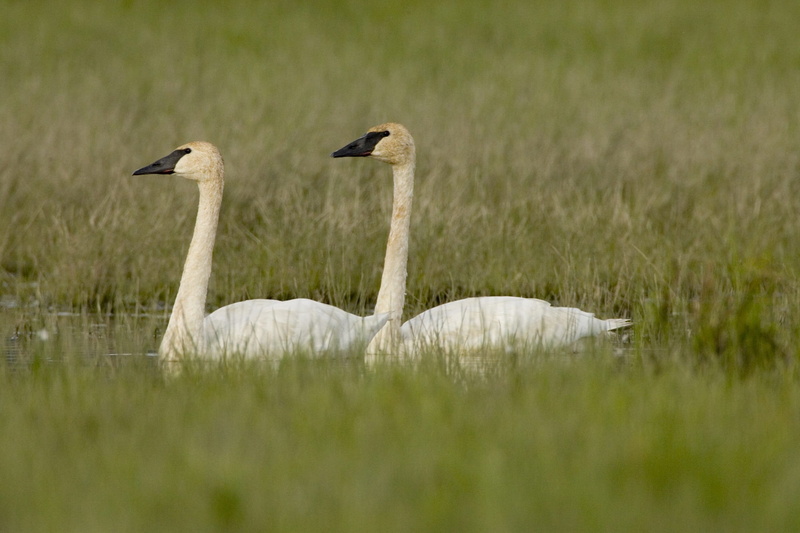 no people, swan, large, grass, graceful, waterbird, water, vertebrate, waterfowl, wildlife, outdoors, 1080P, water bird, day, birds, beauty in nature