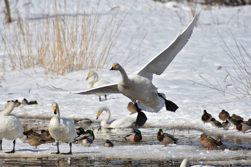 5K, seasonal, cygnus columbianus, snow, waterside, bird, animals in the wild, cold temperature, frozen, animal wildlife, flight, feathers, no people, fields