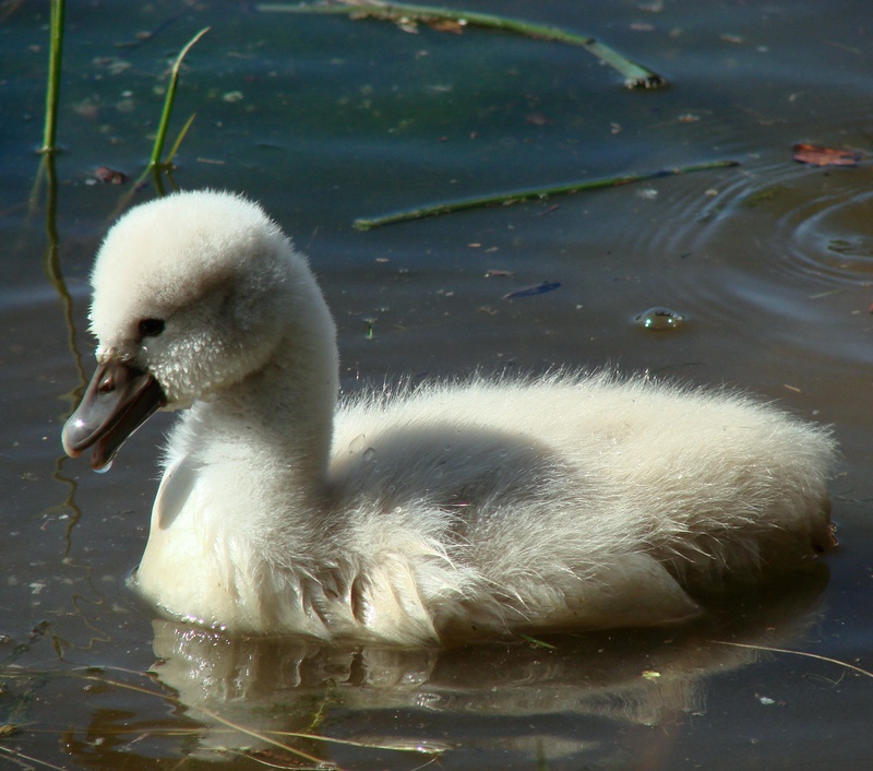 pond, body, animal wildlife, cygnet, swimming Animal, nature, chick, beak, 2K, animal family, animal, fluffy, floating on water, lake, water bird, bird