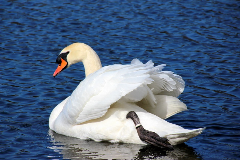 beside, one animal, day, water, swan, animal, animal themes, vertebrate, cygnus olor, floating on water, elegant, 5K, black, stretched paw, water bird