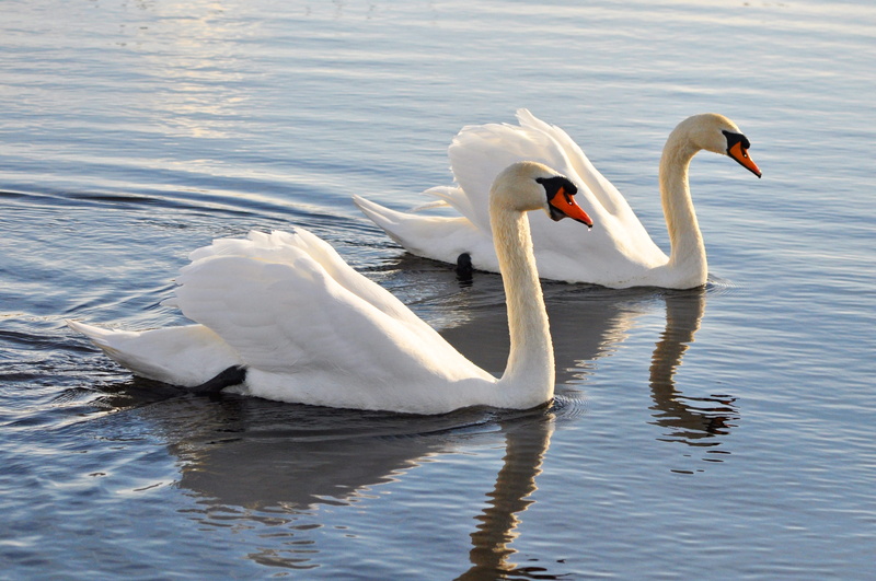 knob, bill, animal themes, vertebrate, no people, floating on water, white, cygnus olor, swan head, swan, waterfowl, 2K, bird, reflection, swimming, eye