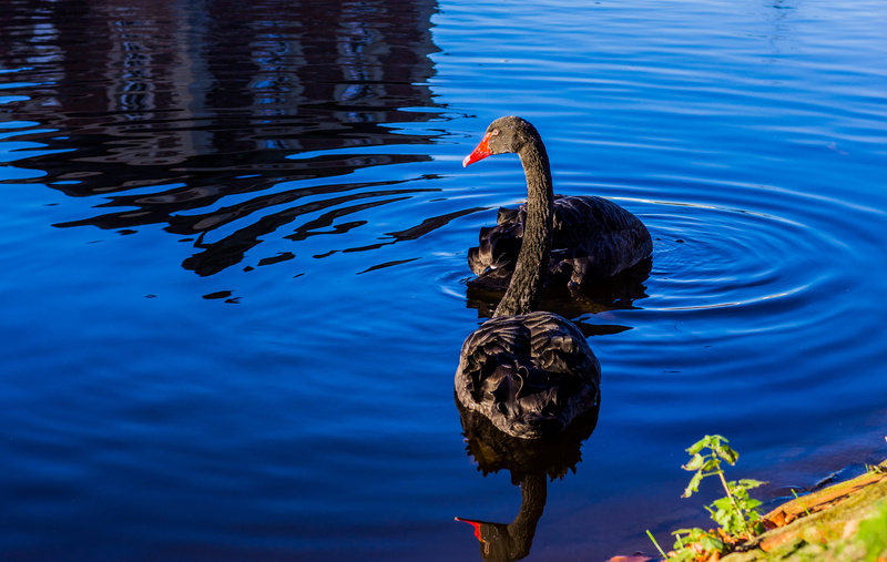 waterfowl, vertebrate, mirroring, water bird, swan, black, animal, 4K, plumage, pond, one animal, the heraldic animal of western australia, animals in the wild